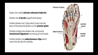 Mastering the Plantar Aponeurosis |  Anatomy, Function Pathology & Treatment with Dr Emily