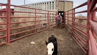 Hauling Cattle