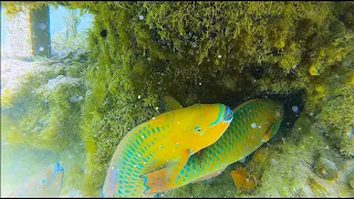 Underwater Camera 5, Lower Keys, Florida