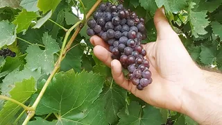 Обзор технического винограда 2021🍇🍷