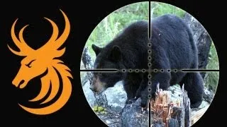Black Bear Hunt in Newfoundland