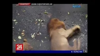 Viral video ng tila nangingisay na leon sa Manila Zoo, ikinabahala ng ilang netizen