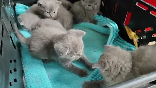Cuteness Overflowing: Kittens' First Playtime with Teaser! /котята выросли и пытаются играть