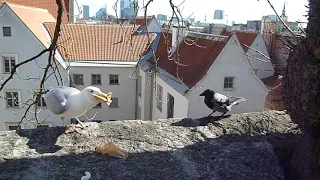 Прожорливая чайка, Таллин, старый город, апрель 2018