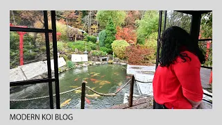 Modern Koi Blog #4966 - Anja & Marcos 60.000 Liter großer Schwarzwald Koiteich