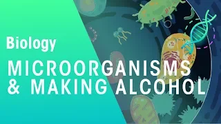 Microorganisms and making alcohol | Microorganisms | Biology | FuseSchool