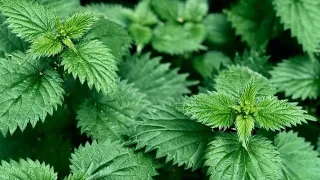 L'ortie, une "mauvaise herbe" ? Non, un trésor pour la santé et la cosmétique !