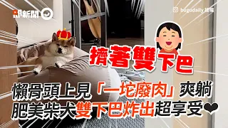 懶骨頭上見「一坨廢肉」爽躺　肥美柴犬雙下巴炸出超享受❤│寵物│狗狗│