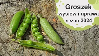 Groch i groszek cukrowy - wysiew, uprawa i zasady uprawy. Sezon 2024