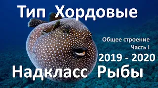 16. Рыбы часть I (7 класс) - биология, подготовка к ЕГЭ и ОГЭ 2020