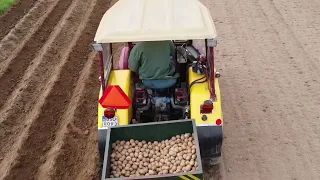 Sadzenie ziemniaków 2024🥔Ursus c-330+anonimowa sadzarka🥔Sadzenie na wstecznym?!