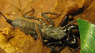 Weird Arachnid The Giant Vinegaroon (Mastigoproctus giganteus) 2Of2