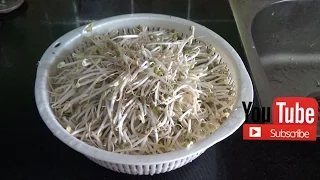 How to grow mung bean sprout at home very Easy with Plastic basket