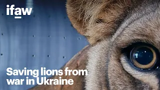 How I helped save lions from war in Ukraine