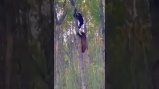 Male bear attacks bear cub