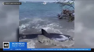 Enhanced shark monitoring goes into effect on Long Island