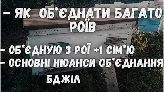 Як обєднати рої бджіл/Об*єдную  3 рої +1 сім*ю