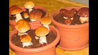 Как вырастить много белых грибов дома на подоконнике