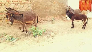 Donkey meeting successful in our village/ Donkey meeting first time in my village 2024/ plz
