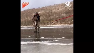 Father and son find deer trapped in frozen river