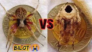 The legend Spider 🔥💨😱 solid fight 🕷️