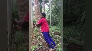 How to climbing coconut tree #kannada #mangalore #coconut #tree # weight # lifter