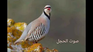 صوت الحجل الصيادة الملوك 😍