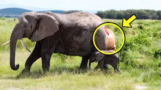 This Elephant Gave Birth And Cried For Hours, Staff Screamed When They Saw Her Offspring!