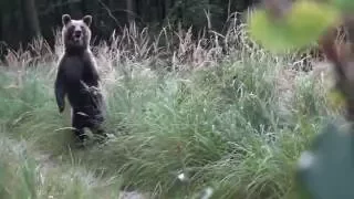 Stretnutie s medvedmi
