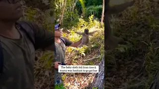 MAMA SLOTH THANKS MAN FOR GIVING HER BABY BACK! #shorts