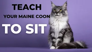 How to Train Your Maine Coon to Sit: Mastering the Command