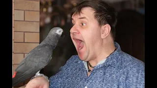 МОЙ ПОПУГАЙ БОЛТАЕТ БЕЗ УМОЛКУ😂  one day in the life of the parrot Jaco