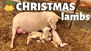 Lambing on Christmas Day: Vlog 204