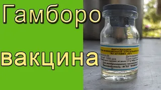 Гамборо вакцина | Как вакцинировать цыплят?