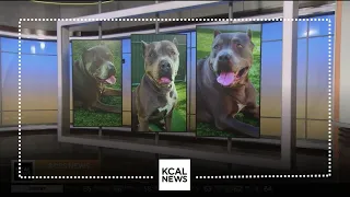 Amada, a 4-year-old pit bull terrior is looking for a forever home | Pet of the Weekend