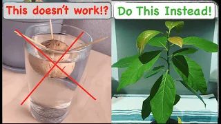 Why is my avocado seed not growing? [5 Common Mistakes Growing Avocado from Seed]