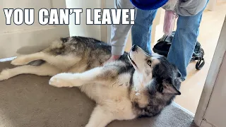 Stubborn Husky Won’t Let His Nan Leave The House!