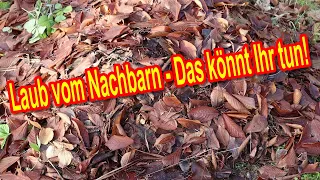 Laub vom Nachbarn 🍂 Das könnt Ihr tun - Das ist euer Recht! 👨‍⚖️