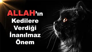 Kedileri Böyle Bilmiyordunuz! Allah'ın Kedilere Verdiği İnanılmaz Önem!