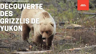 DOCUMENTAIRE ANIMALIER - DÉCOUVERTE DES GRIZZLIS DE YUKON - REPORTAGE COMPLET