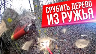 Срубить дерево из ружья. Валка дерева 12 калибром.