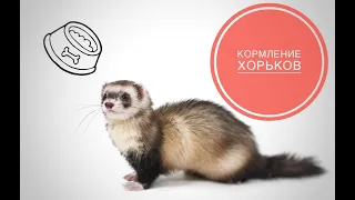 Кормление хорьков