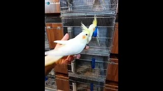 Cockatoos meet each other in pet store - white cockatoo video, pet cockatoo video | Our Planet