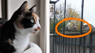 Cat Sees Birds And Has To Chatter