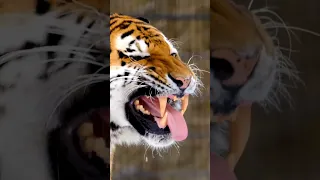 The Royal Bengal Tiger - Close up footage of its mouth open and sharp teeth. Most dangerous  animal