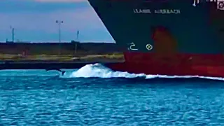 Dolphins Riding Tanker Wave