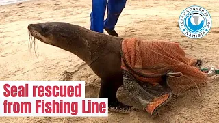 Seal Rescued from Fishing Line