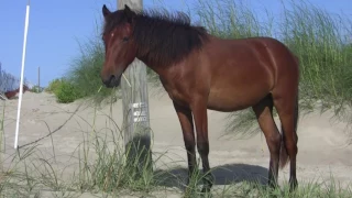 Wild Horses on Outer Banks (OBX) of North Carolina