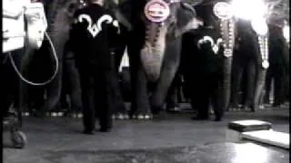 Baby elephants are violently taken away from their mothers, tied down, and beaten.