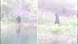 The Sheriffs Department Just Announced They Validated This Bigfoot Photo & Are Investigating It